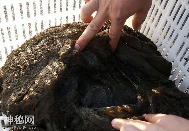 不是动物也不是植物，难道它们是神仙？原来真有长生不老的生物！-18.jpg