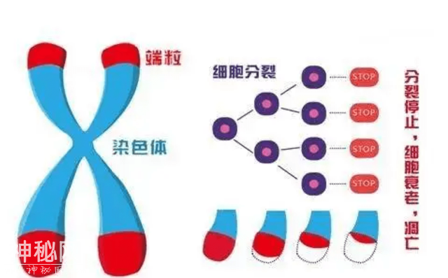 不是动物也不是植物，难道它们是神仙？原来真有长生不老的生物！-19.jpg