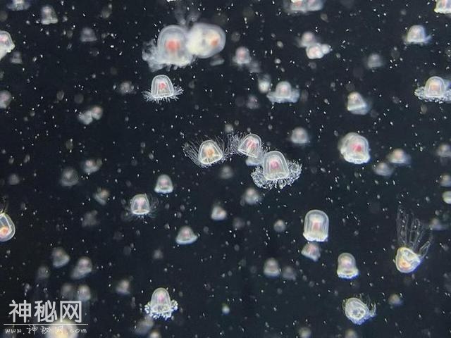 不是动物也不是植物，难道它们是神仙？原来真有长生不老的生物！-24.jpg