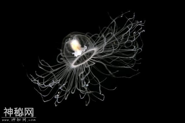 不是动物也不是植物，难道它们是神仙？原来真有长生不老的生物！-23.jpg