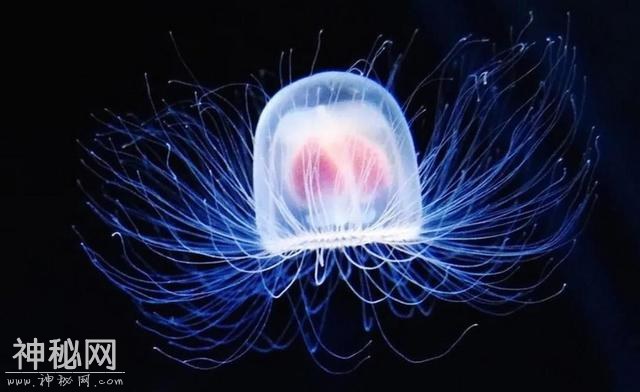 不是动物也不是植物，难道它们是神仙？原来真有长生不老的生物！-21.jpg