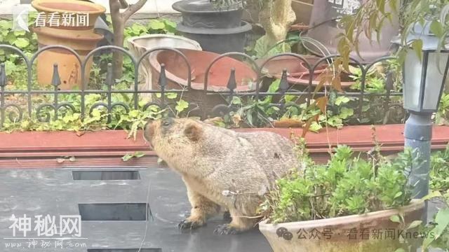 上海有小区惊现不明生物！不要摸，不要碰！紧急提醒-1.jpg