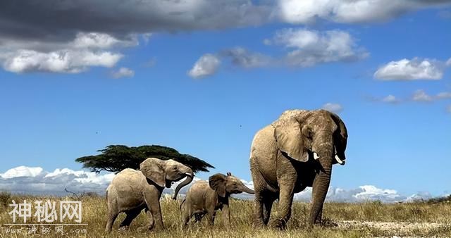 30个让你大开眼界的生物冷知识，地球上到底有多奇妙？-10.jpg