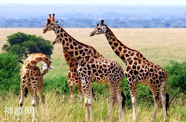 30个让你大开眼界的生物冷知识，地球上到底有多奇妙？-8.jpg
