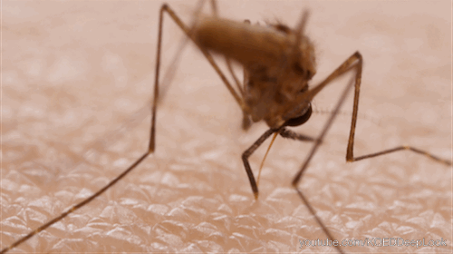 30个让你大开眼界的生物冷知识，地球上到底有多奇妙？-5.jpg