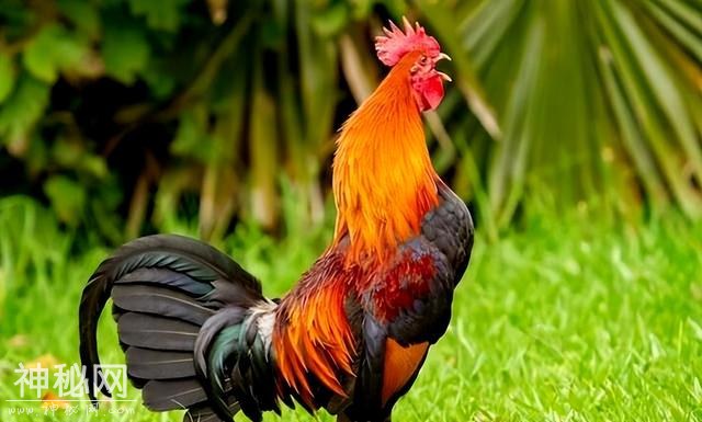 30个让你大开眼界的生物冷知识，地球上到底有多奇妙？-4.jpg