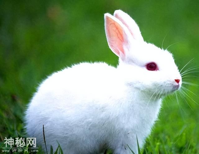 30个让你大开眼界的生物冷知识，地球上到底有多奇妙？-9.jpg