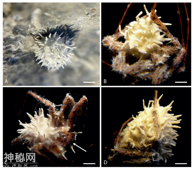 达尔文都震惊！自然界竟有如此阴暗残忍的寄生生物！-2.jpg