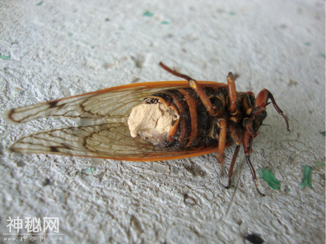 达尔文都震惊！自然界竟有如此阴暗残忍的寄生生物！-6.jpg