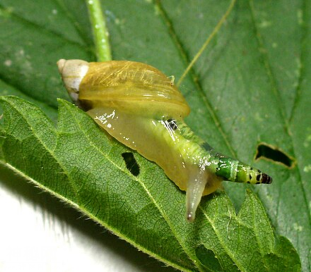 达尔文都震惊！自然界竟有如此阴暗残忍的寄生生物！-8.jpg