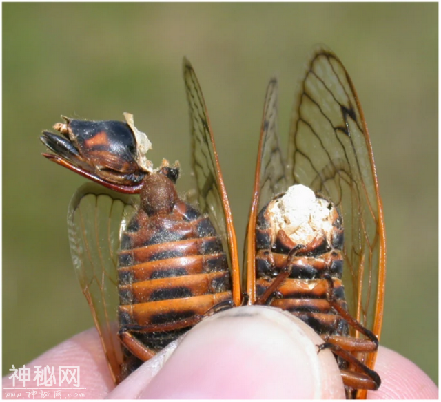 达尔文都震惊！自然界竟有如此阴暗残忍的寄生生物！-7.jpg