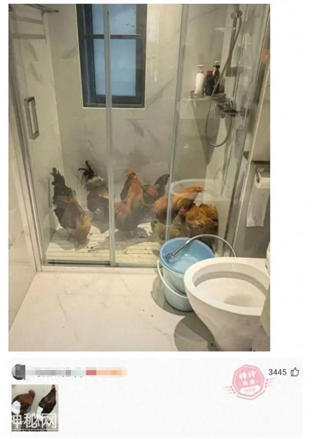 20张能把人笑哭的搞笑图片，承包了我整整一个月的笑点-8.jpg